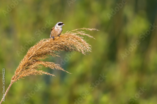 Obraz na płótnie Eurasian Penduline Tit (Remiz pendalinus) w salonie