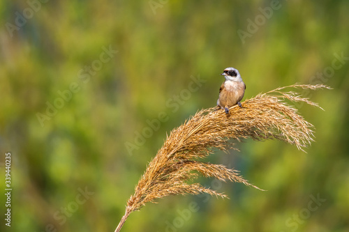 Obraz na płótnie Eurasian Penduline Tit (Remiz pendalinus) w salonie