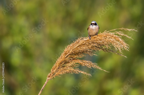 Obraz na płótnie Eurasian Penduline Tit (Remiz pendalinus) w salonie