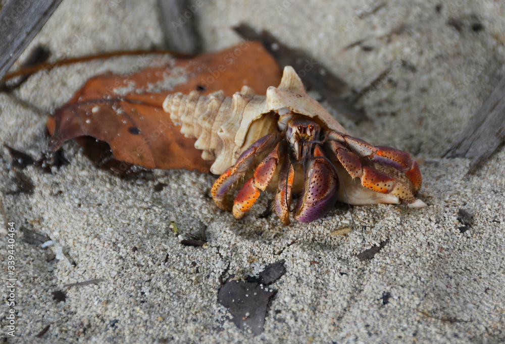Krab pustelnik na plaży - Dominikana