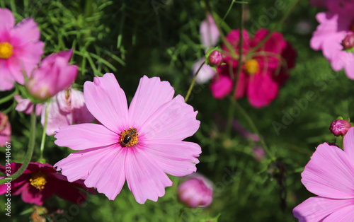 Closeup of a bee with pink cosmos flower in the park in sunny day. 