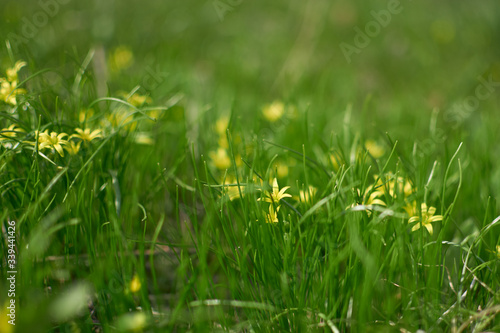 Small sping flovers in grass, blurred background. Sping minimal concept. Womens Day, Mothers Day. Nature background.