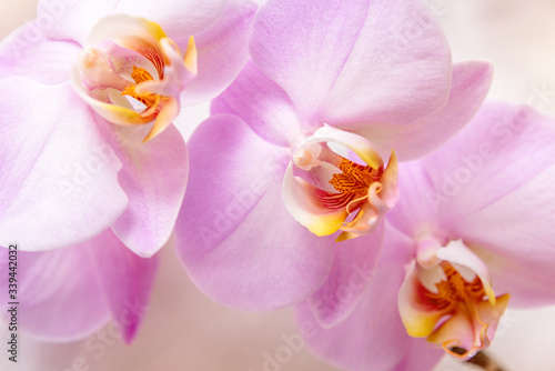 The branch of purple orchids on white fabric background 