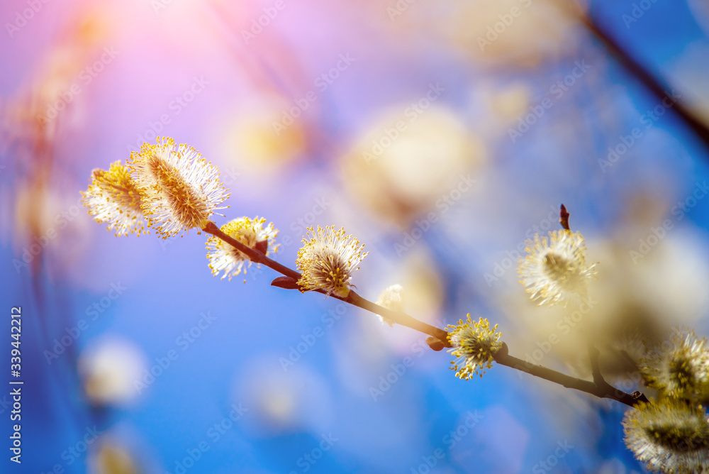 Blossoming willow in the early spring on a background of blue sky
Blossoming willow in the early spring on a background of blue sky