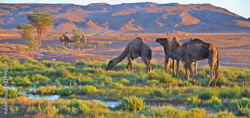 Wielb    dy w oazie na pustyni Sahara