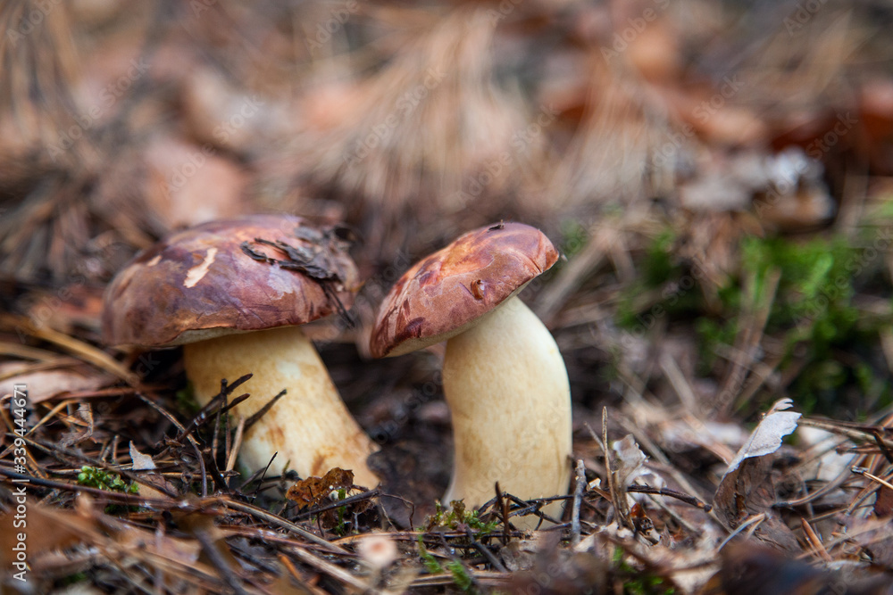 Fototapeta premium Double mushroom imleria badia commonly known as the bay bolete or boletus badius growing in pine tree forest..