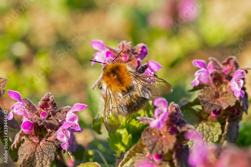  Bombus pascuorum, the common carder bee, is a species of the Apidae family found in most of Europe. common carder bee on Lamium purpureum flower