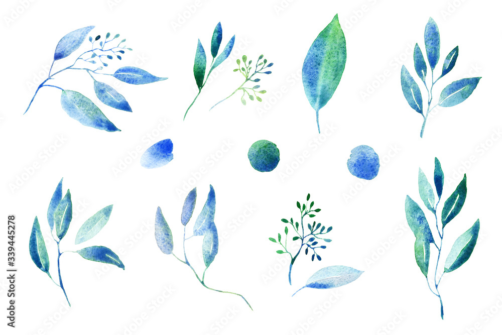 eucalyptus leaves and branches, watercolor illustration, isolated on white