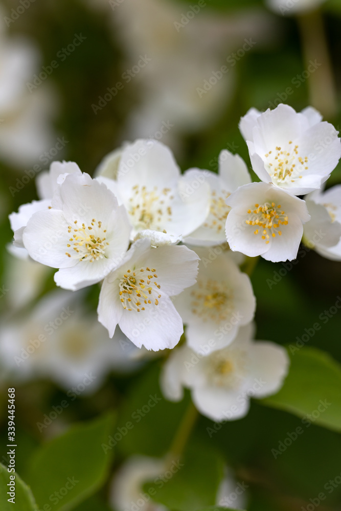 Beautiful blossoming branch of jasmine in garden Beautiful blossoming branch of jasmine in garden