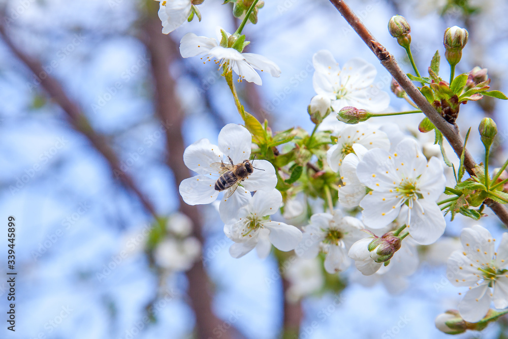 Honeybee on white flower of cherry tree collecting pollen and nectar to make sweet honey with medicinal benefits.. Honeybee on white flower of cherry tree collecting pollen and nectar to make sweet honey with medicinal benefits..