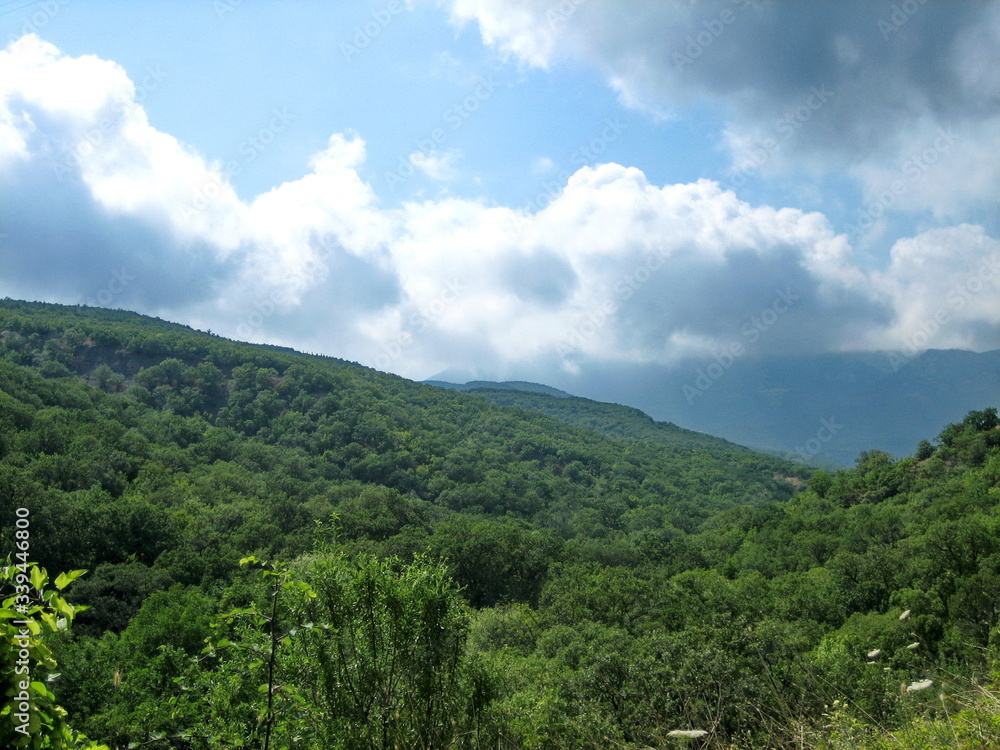 Dense green forest on the slopes of high hills on a clear day.