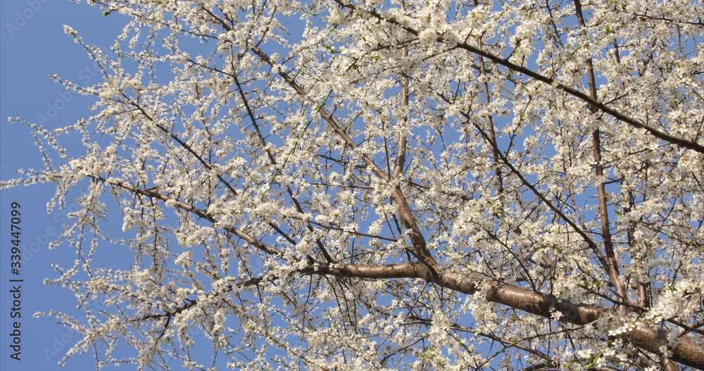 Blossoming apple with beautiful white flowers. Blossoming apple with beautiful white flowers.