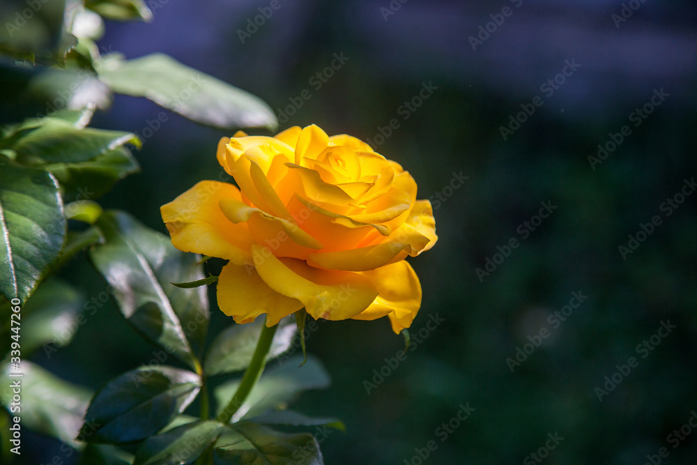Beautiful rose bush growing in the garden. Beautiful rose bush growing in the garden.