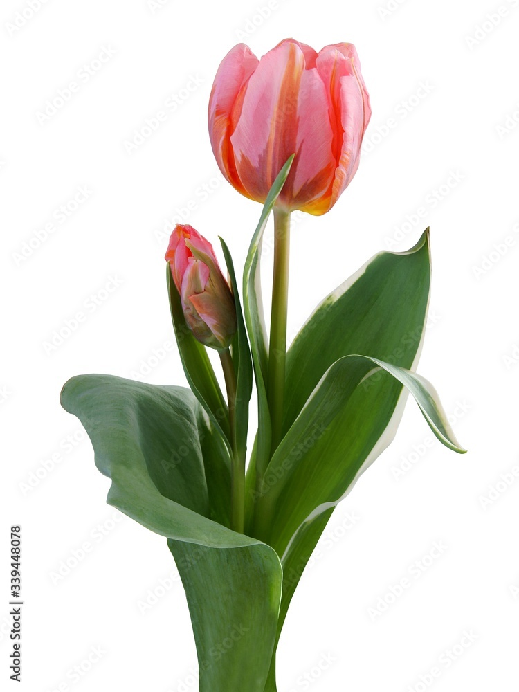 pretty pink tulip close up at spring pretty pink tulip close up at spring