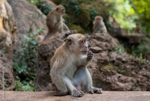 Cute Macaque monkey  eating nuts. Two monkeys sitting on a rock a backdrop in forest jungle. Thailand  Krabi province.