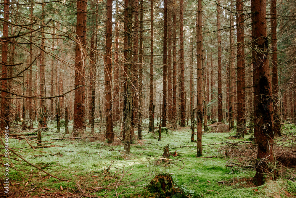 Fototapeta premium forest in autumn
