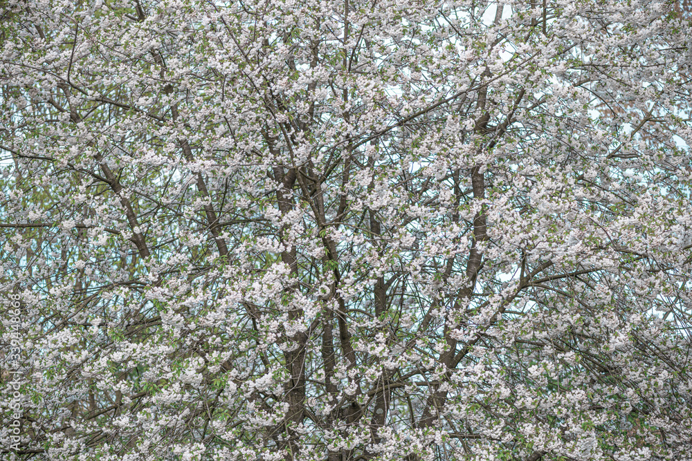 Fototapeta premium Beautiful tree in bloom. Blossom on sunny backdrop. Beautiful nature spring background with a branch of blooming sakura. Copy space for text