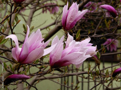 pretty pink bb ig flowers of magnolia tree