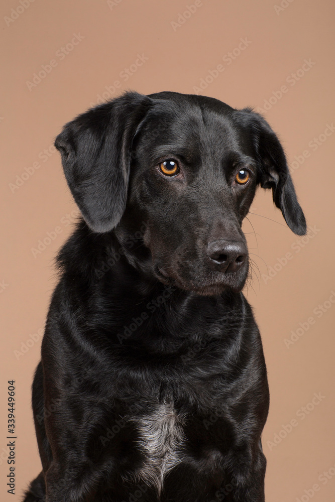 Cute black dog pet sitting in studio with a brown background looking a bit sad. White details on the Coat. Close up of the face. Portrait of a beautiful sad doggy with brown eyes.