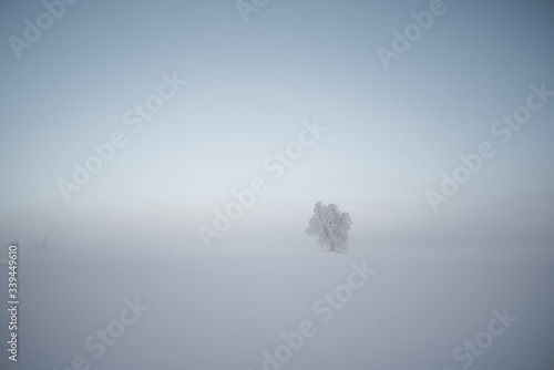 calm winter morning on a field with trees and fog during sunrise blue hour with iced trees and fog