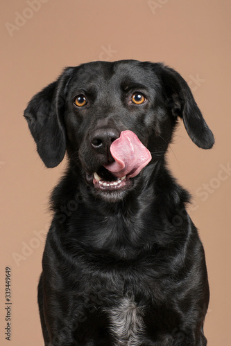 Hungry cute black dog pet sitting in studio with a brown background sticking his tongue out and licking his face, looking hungry for some treats. Close up of the face, portrait of a beautiful doggy