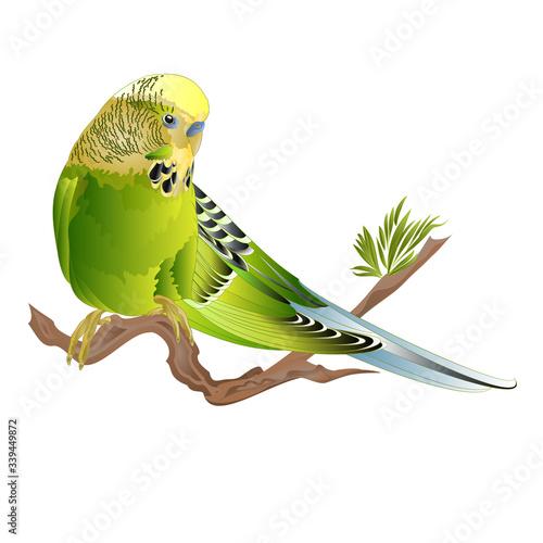 Budgerigar, green pet parakeet  or budgie or shell parakeet home pet on a branch on a white background watercolor vintage vector illustration editable hand draw