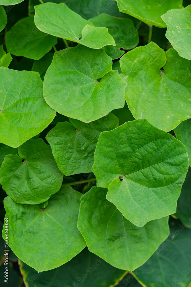 Green leaf in nature for background Green leaf in nature for background