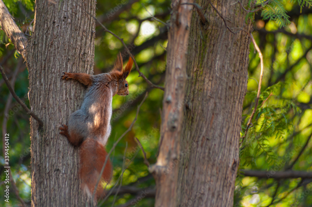 Close-up of one red squirrel climbing on the tree trunk in the forrest Close-up of one red squirrel climbing on the tree trunk in the forrest
