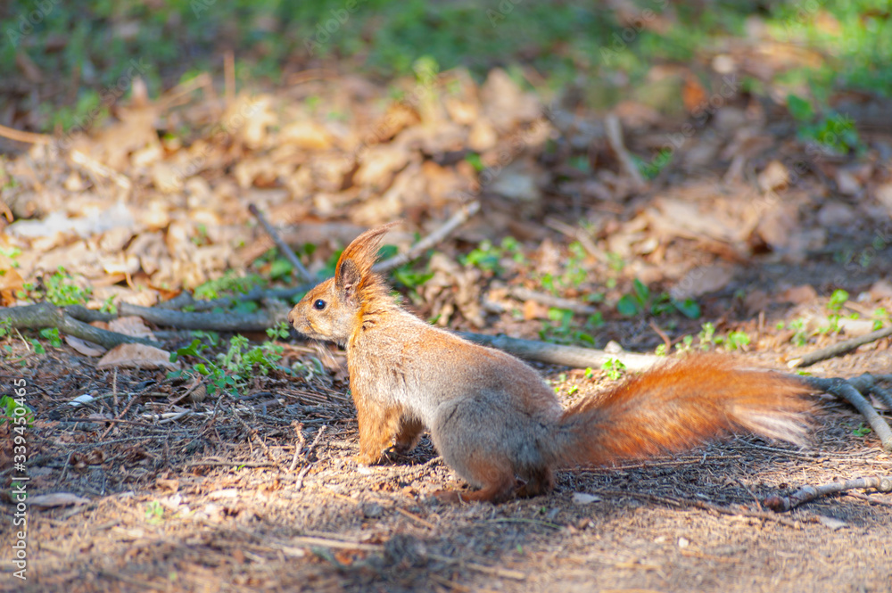 Close-up of red squirrel sitting on the ground in the forrest Close-up of red squirrel sitting on the ground in the forrest