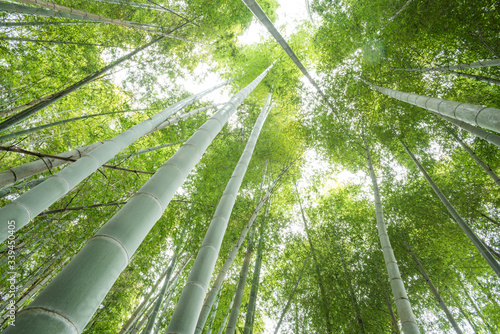 下から見上げた竹林