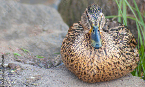 Close-up of wild duck sitting on the ground and looking to camera, front view