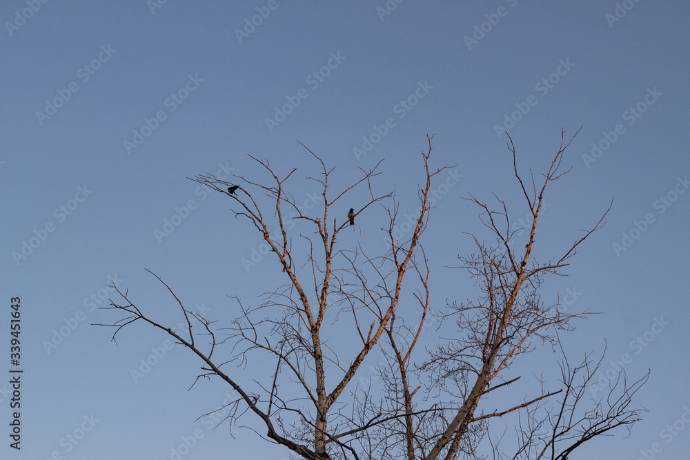 Fototapeta premium Two birds are sitting on a leafless branch against the evening blue sky. Silhouette of a tree against the sky with two ravens. Spring season, space for text, wallpaper, copy space