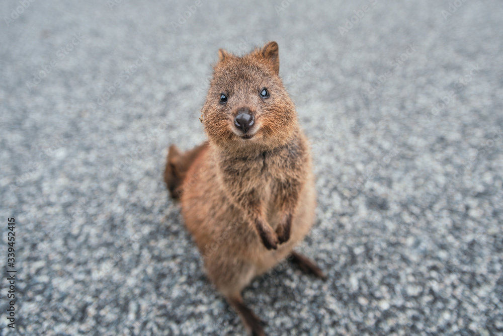 Smiling quokka posing for the camera, Rottnest Island, Western ...