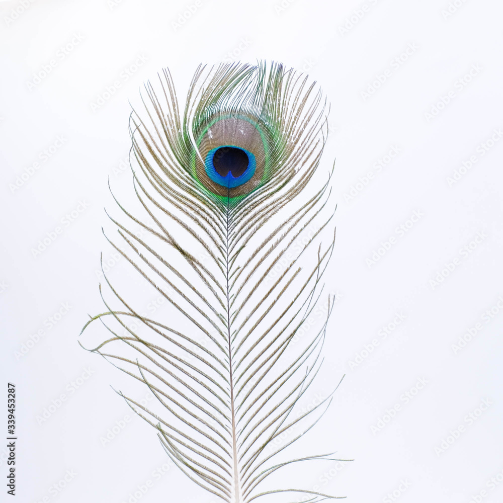 Obraz premium single peacock feather with white background