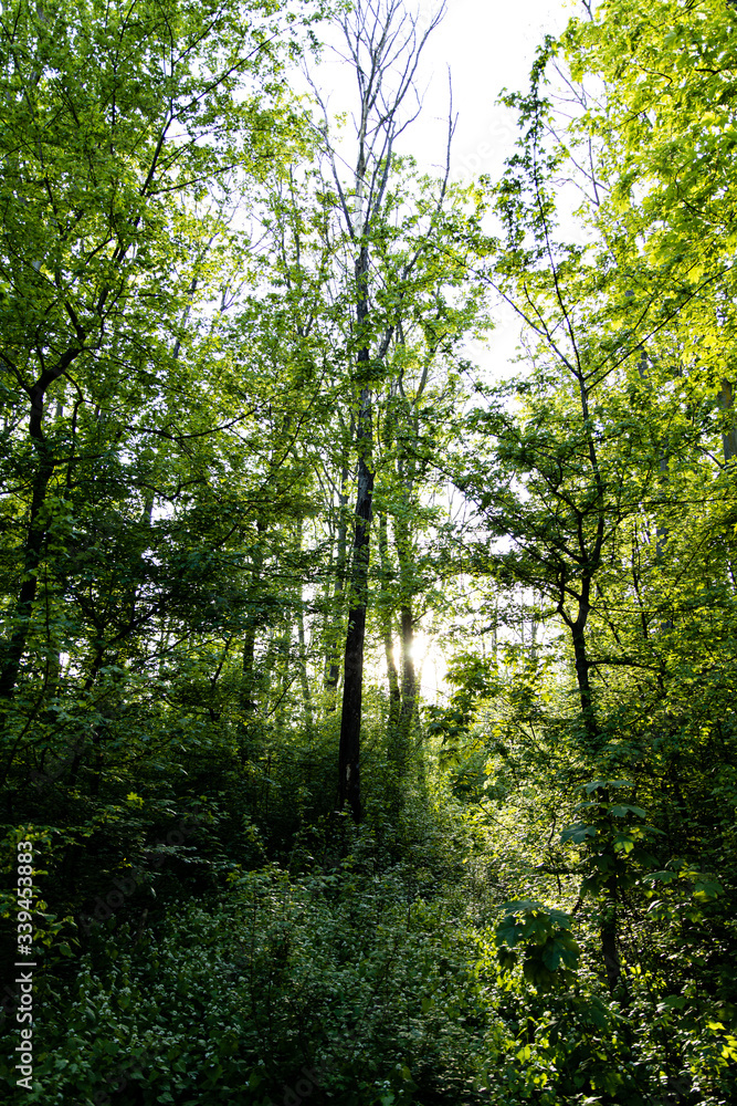 Wald mit frischem Grün im Gegenlicht Wald mit frischem Grün im Gegenlicht