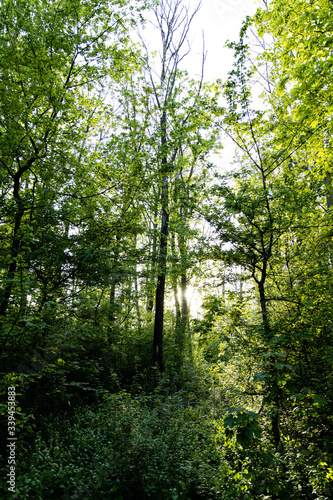 Wald mit frischem Grün im Gegenlicht