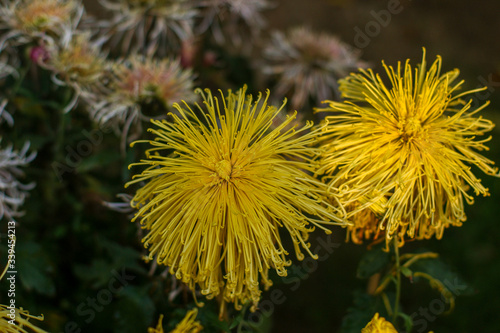 yellow dahlia flower