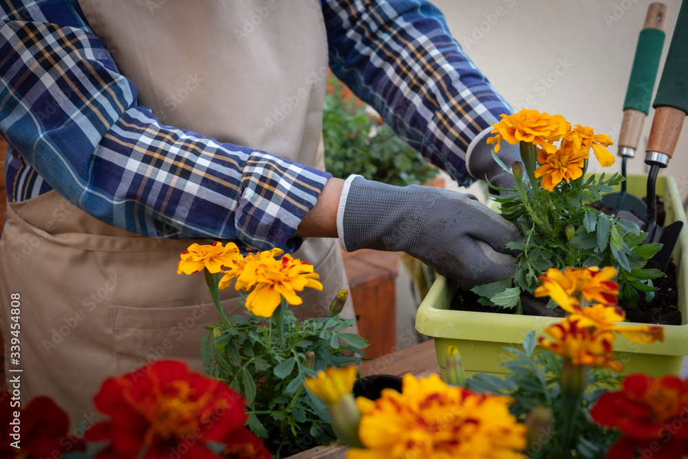 A woman dressed casual in an apron while transplanting the spring plants in bloom. Wooden table and background, gardening tools. Love of nature, concept A woman dressed casual in an apron while transplanting the spring plants in bloom. Wooden table and background, gardening tools. Love of nature, concept