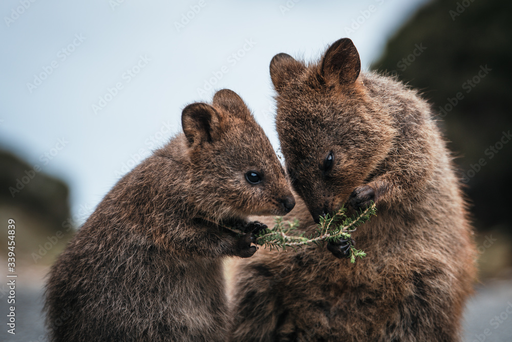 Cute Baby Quokka