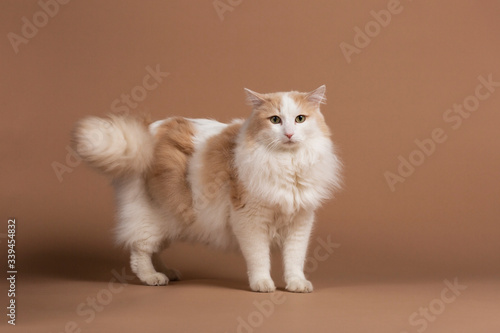 Tableau sur toile A turkish van cat isolated and standing in front of a brown beige background looking into the camera