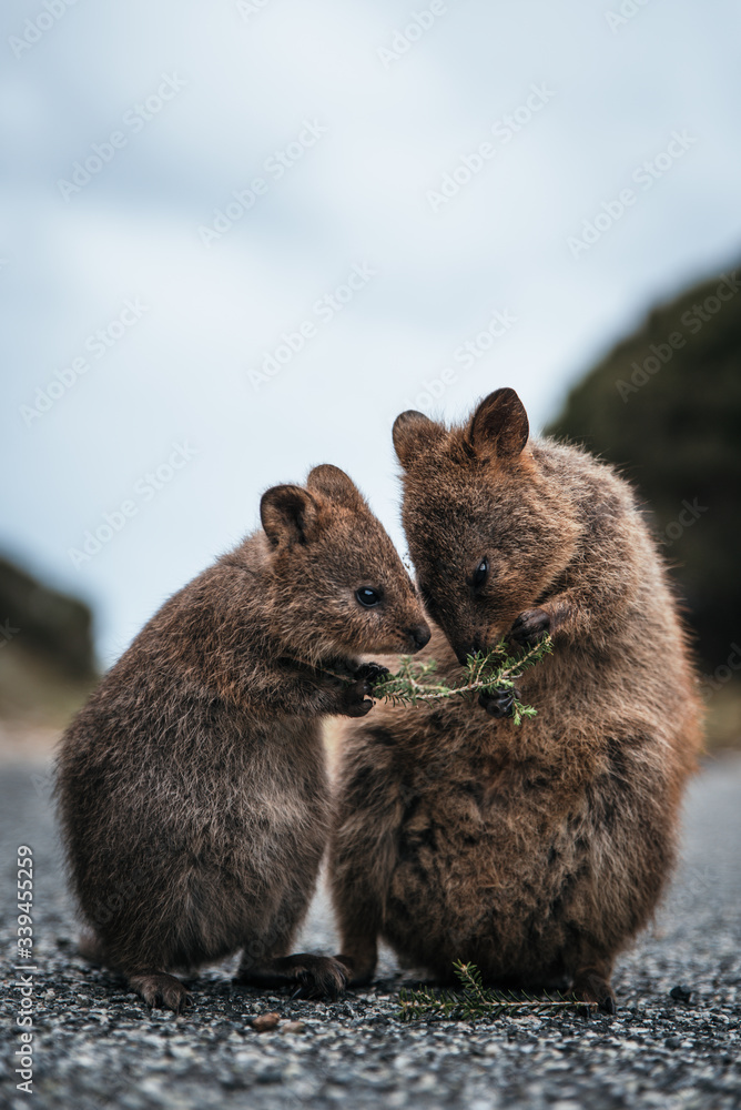 Portrait of mother and baby quokka eating green twigs. Cute quokkas on