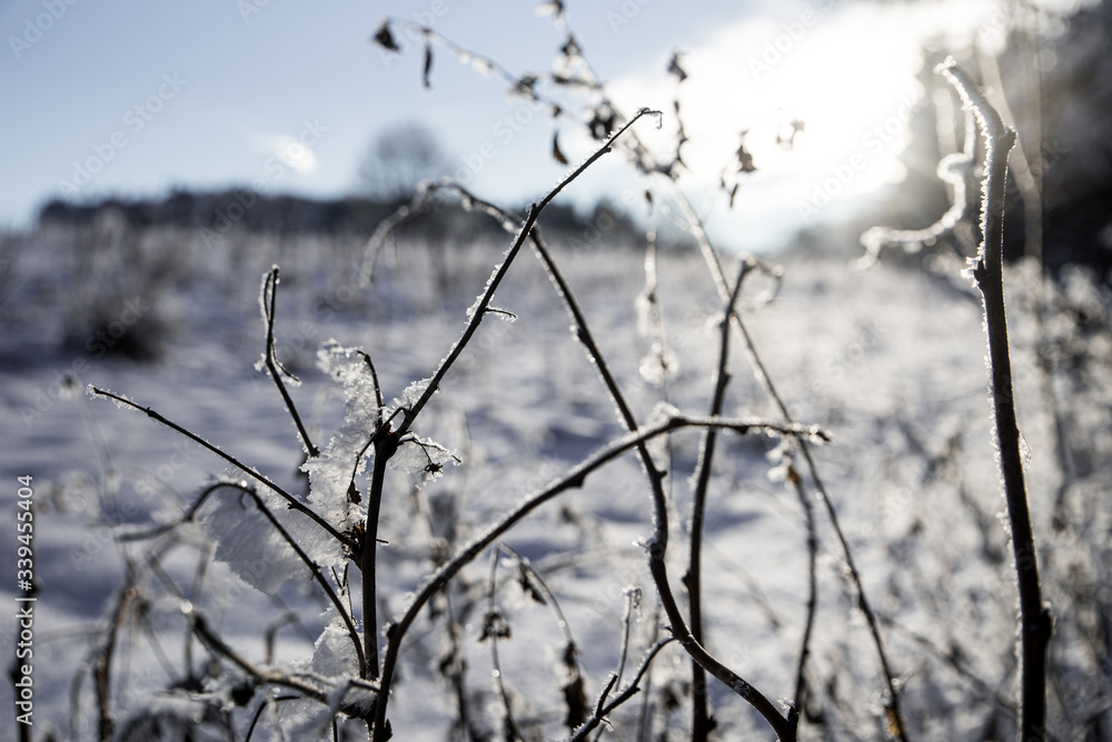 frost on the grass frost on the grass