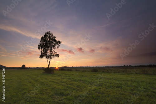 Tree in the meadow during sunset
