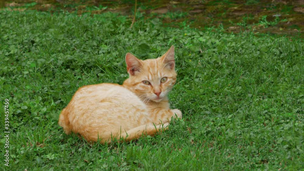 Adorable orange and white cat relaxes on the grass. Sleepy cat laying on green grass. Small orange tabby cat sleeping on grass Adorable orange and white cat relaxes on the grass. Sleepy cat laying on green grass. Small orange tabby cat sleeping on grass
