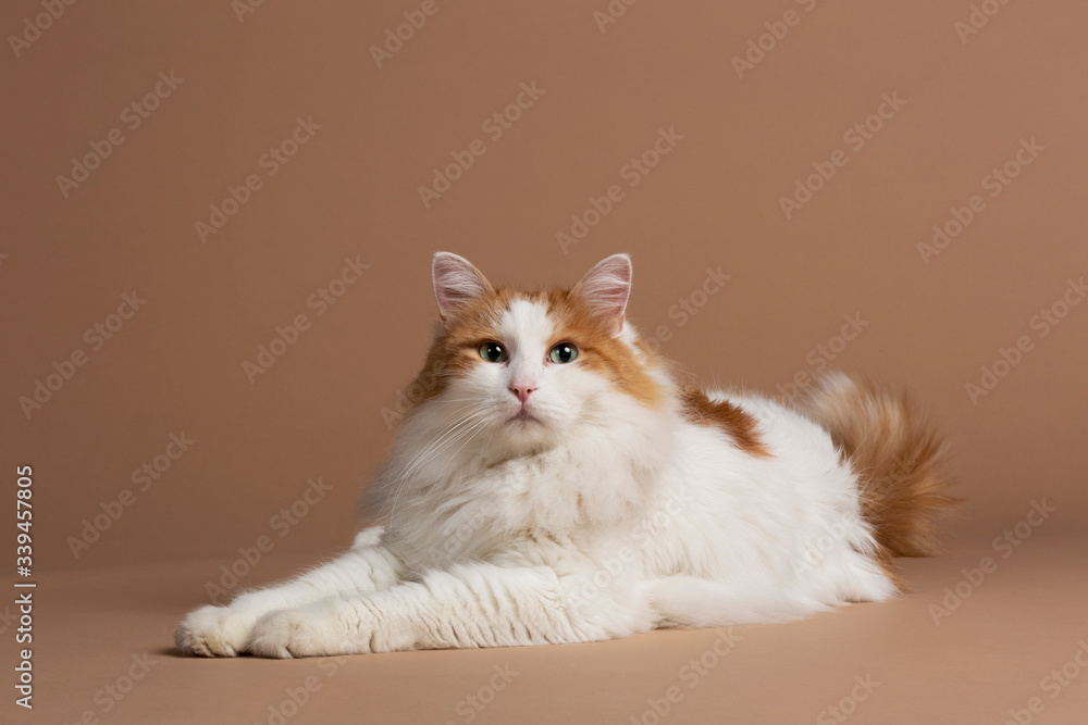 Turkish van cat with green eyes isolated and laying on a brown background White fluffy angora fur and brown details, big cat breed. Big bright green eyes