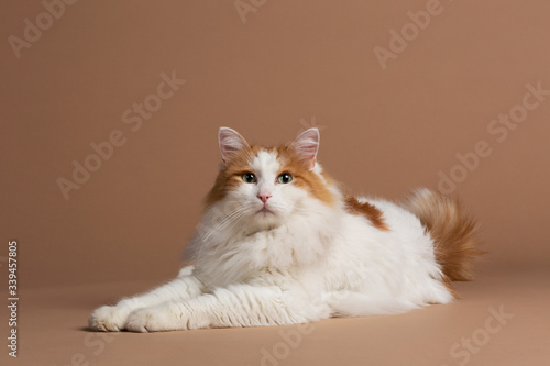 Photography Turkish van cat with green eyes isolated and laying on a brown background White fluffy angora fur and brown details, big cat breed