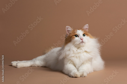 Fotografía Turkish van cat white and brown sitting on a scratching post