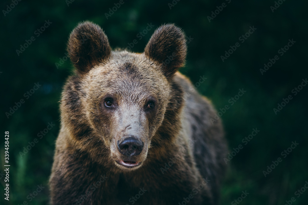 Fototapeta premium Carpathian brown bear in the wilderness