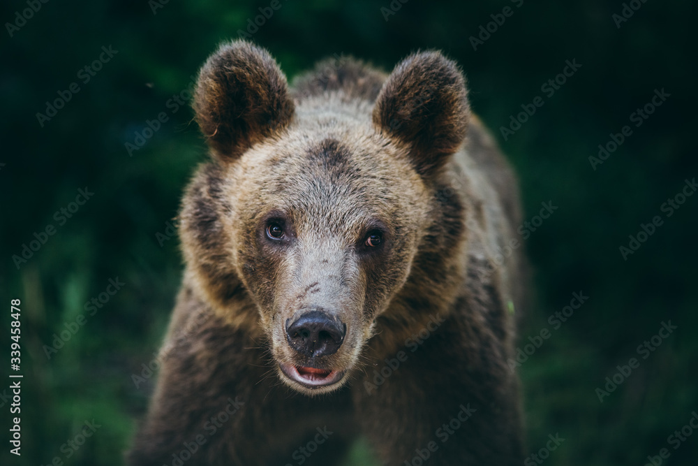Carpathian brown bear in the wilderness