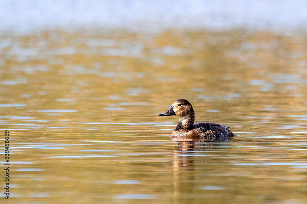 female of wild bird duck mallard, anas platyrhynchos, swim in morning light on spring pond. Czech Republic, Europe wildlife female of wild bird duck mallard, anas platyrhynchos, swim in morning light on spring pond. Czech Republic, Europe wildlife